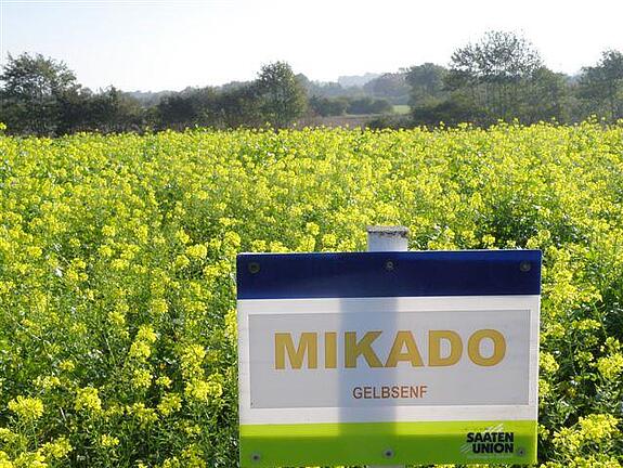 White mustard MIKADO