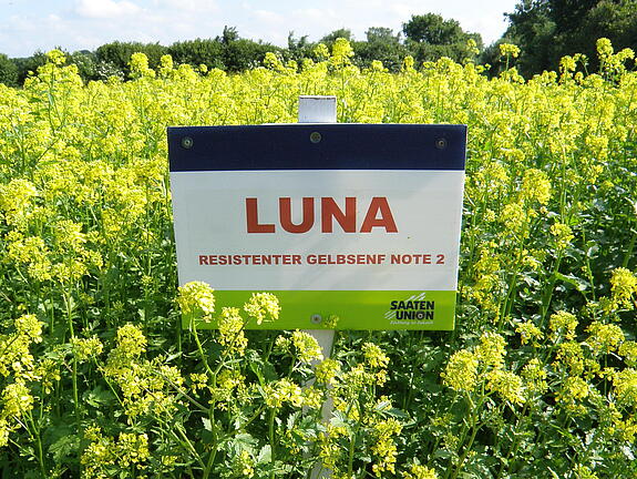 Nematode resistant White mustard LUNA