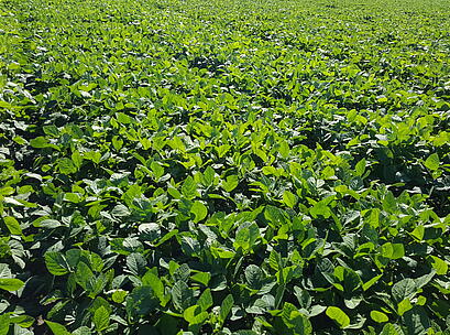 WAPITI Grüner Bestand