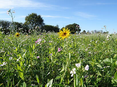 viterra® Multikulti, blühender Bestand