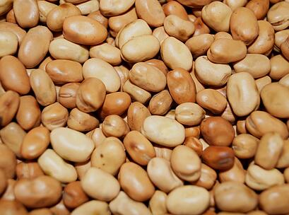 Ackerbohne BOXER, Saatgut