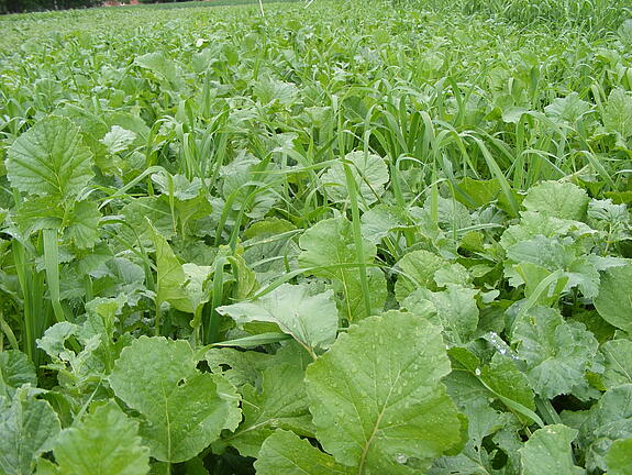 cover crop blend viterra® INTENSIV Öko