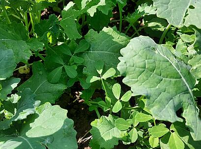 shared image (30).jpg