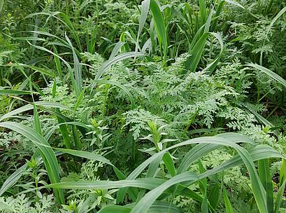 Universal_leguminosenfrei (1).jpg